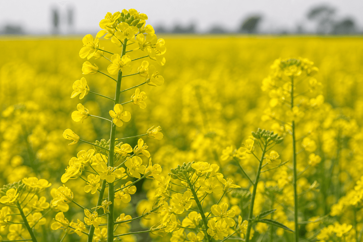 Mustard