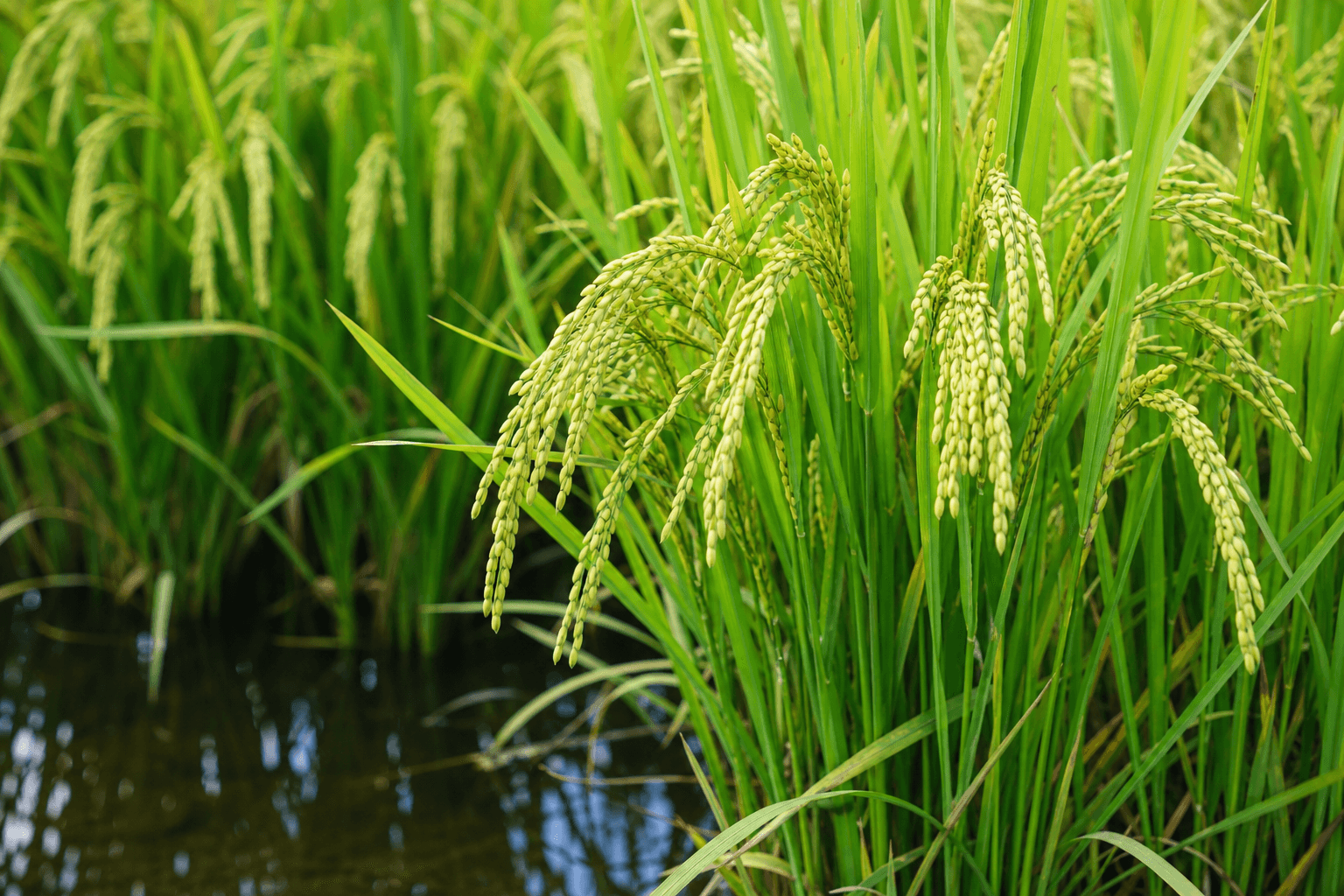 Paddy (Rice)