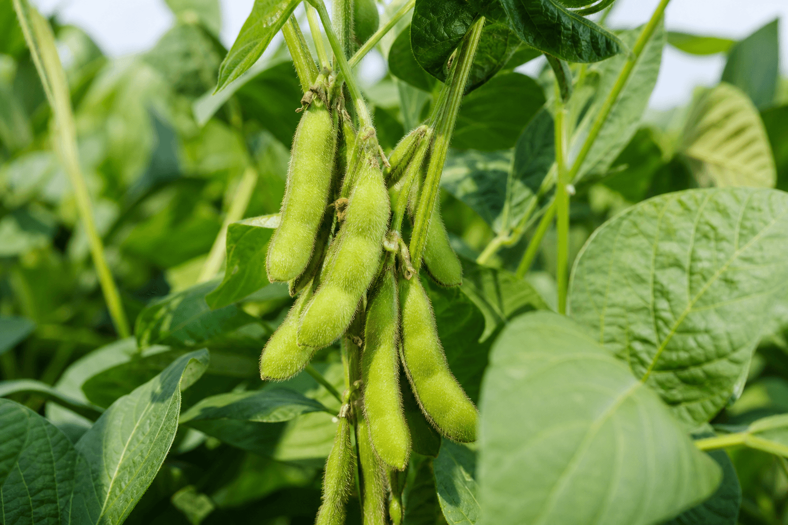 Soybean