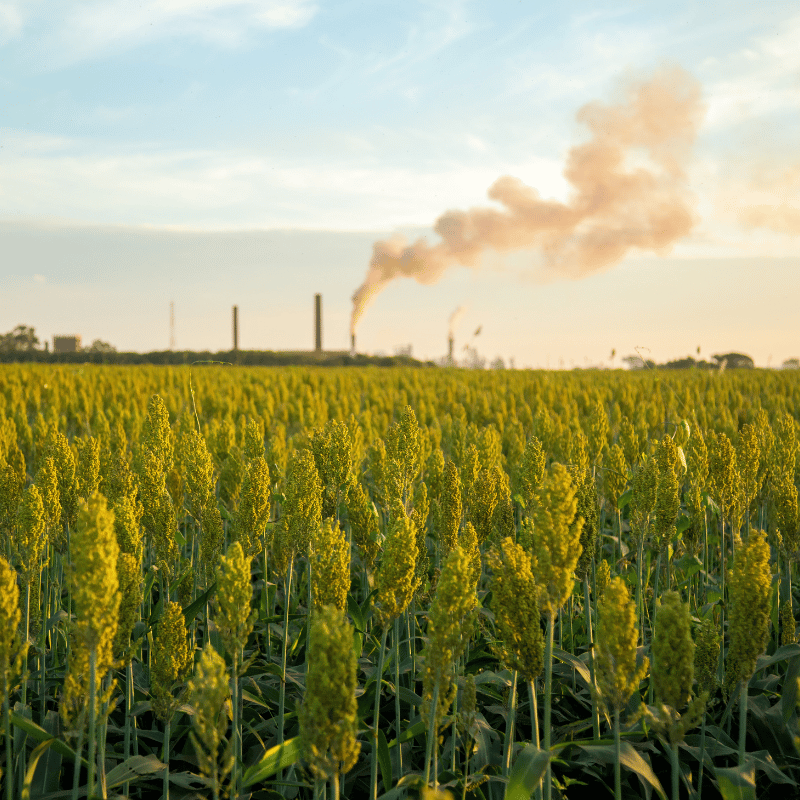 Kuber%20Seeds%20&%20Biotech%20