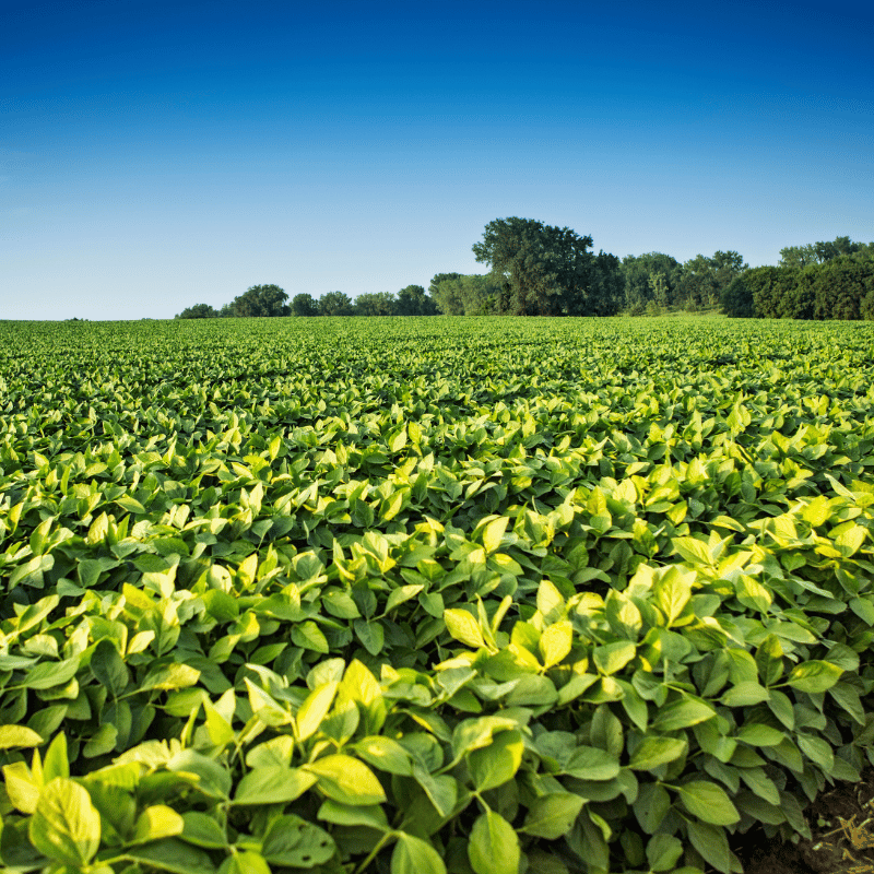 Kuber%20Seeds%20&%20Biotech%20